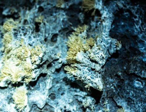 Amianto: nuove regole 2026 su prevenzione e controlli