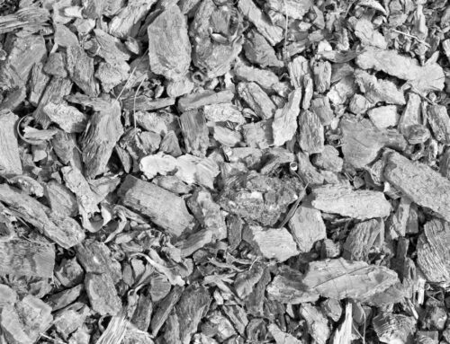 Bambini di Piombo: la lotta di Jolanta contro il regime